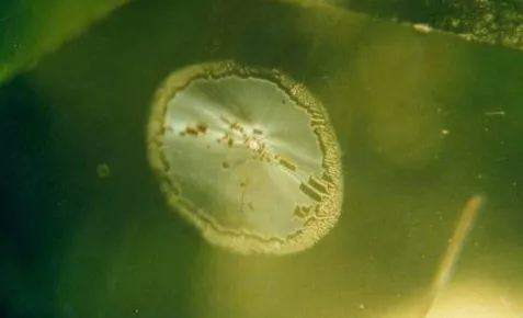 寶知道｜寶石原來也有“指紋”