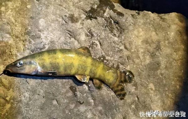 南盤江的“水泥鰍”,渾身虎紋，上百一斤，漁民很難捕到了
