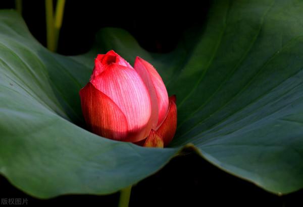 有些人到哪都好運!據說8個特點學會4個,運氣就來了 有些人到哪都好運!據說8個特點學會4個,運氣就來了