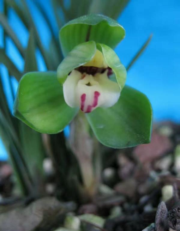 他無意間發掘一棵多藝荷瓣，六年後首次開花，後來給多少錢都不出