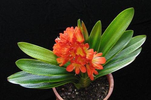 養好君子蘭，首先要改掉3個壞習慣，要不然長得慢、不開花