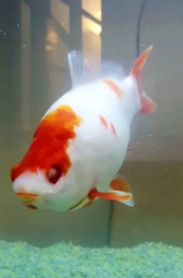 一條12歲金魚接受眼科手術，最大的難點不在於開刀，而是怎麼麻醉