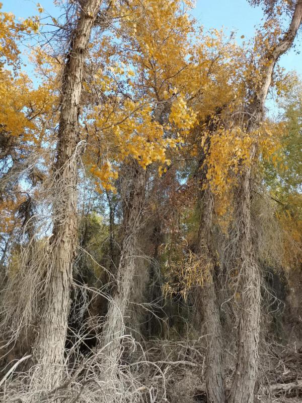 沙漠生命之魂 ～ 胡楊林