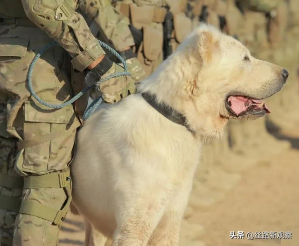 送土庫曼國寶去“當兵”