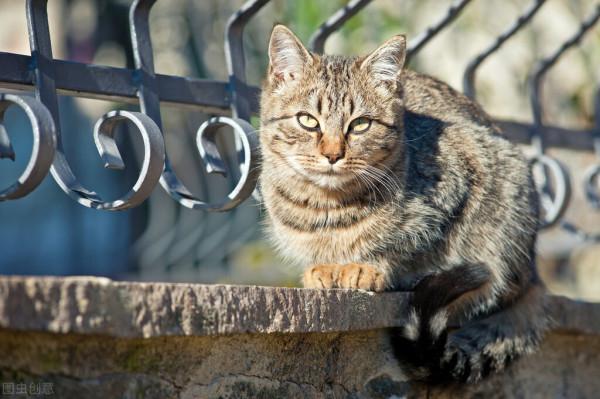 人們常說“貓有九條命”，這是真的嗎？為何貓從高處摔下也不會死