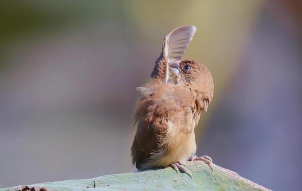 喜歡拍鳥就不要誘鳥 喜歡拍鳥就不要誘鳥