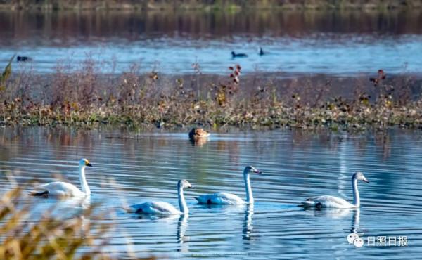 日照 · 冬 · “溼地精靈”​ 日照 · 冬 · “溼地精靈”​