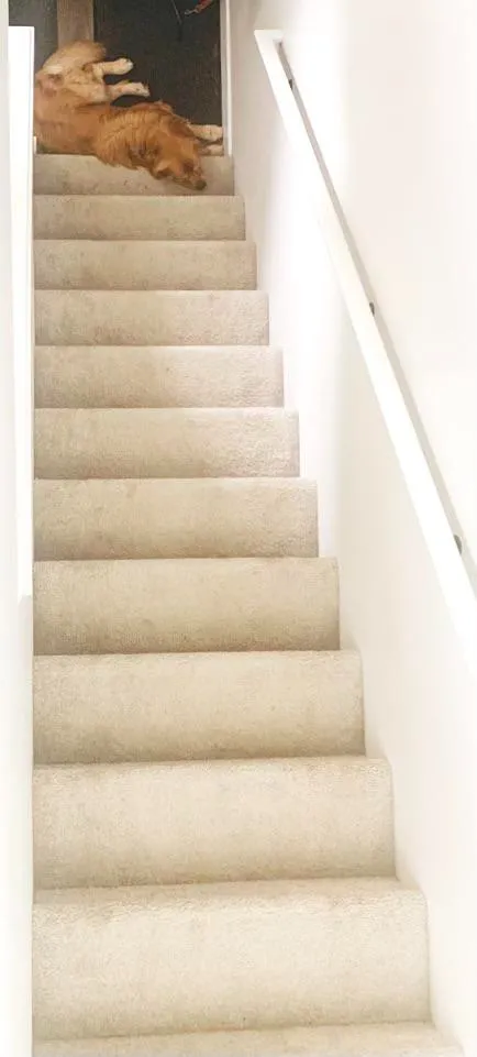 30個巧合圖片,奧特曼快來這裡有怪獸,鴨子居然和哈士奇結合了 30個巧合圖片,奧特曼快來這裡有怪獸,鴨子居然和哈士奇結合了