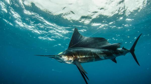 世界上速度最快的動物，你們還知道有哪些？