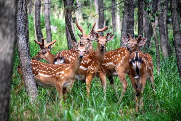 四面環海小島發現200多頭野生梅花鹿！遊客：它們怎麼上去的？