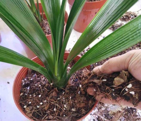 君子蘭“富養”好，5個小技巧，花箭“竄高個”，開花多又大