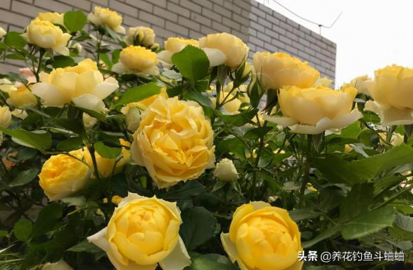 九月養月季,抓緊做好“三件事”,蹭蹭冒花苞,次月直接開滿花 九月養月季,抓緊做好“三件事”,蹭蹭冒花苞,次月直接開滿花