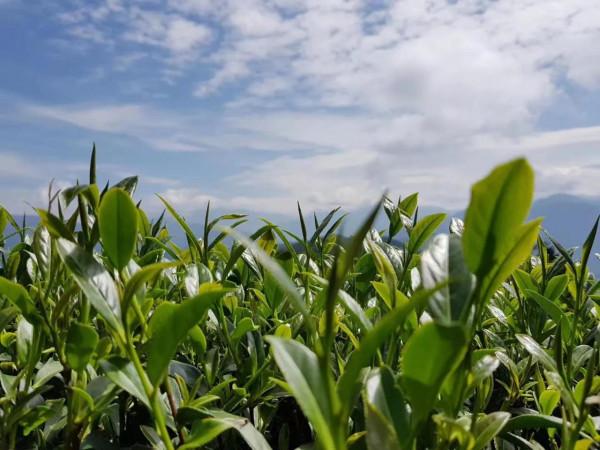 茶多酚是什麼？