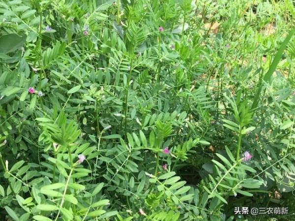 帶你認識16種不同的野菜，附帶圖片和吃法，若見到請珍惜