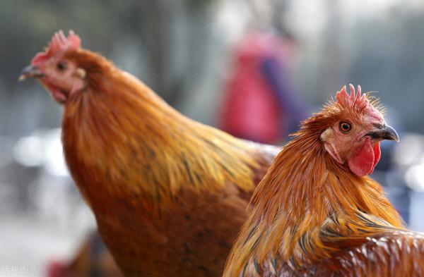 美加發生禽流感，必須關注