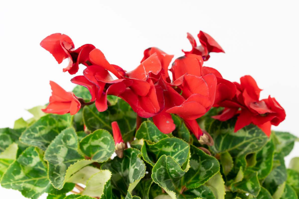 7種植物,葉片一噴水就完蛋,爛葉黑腐真讓人頭大 7種植物,葉片一噴水就完蛋,爛葉黑腐真讓人頭大