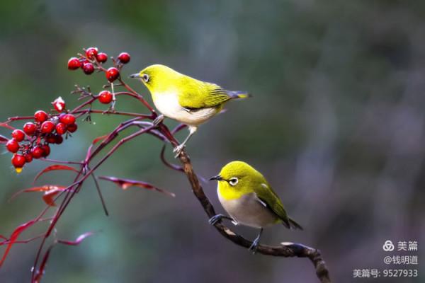 萌萌可愛小精靈——繡眼鳥