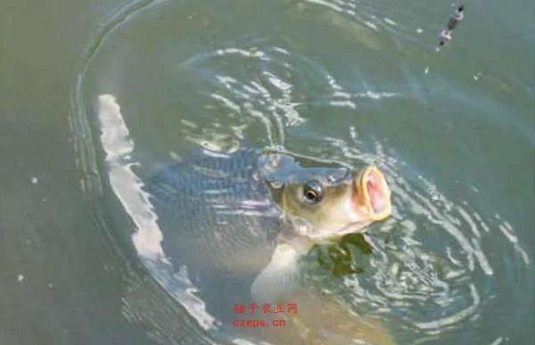 從魚鉤刺中魚嘴的部位，判斷浮漂調釣的是否合理