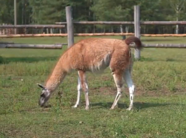 雜交動物：只看外貌，你能看出來這些動物的父母是誰嗎？