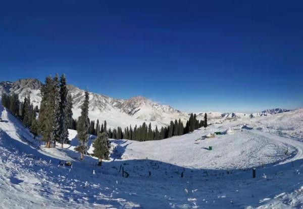 新疆昌吉江布拉提草原雪後現成群天山馬鹿