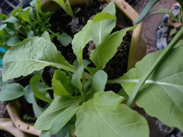 疫情來了也不怕沒青菜吃