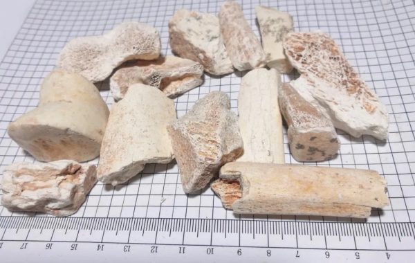 詩詞與中醫｜&ZeroWidthSpace;繞堤龍骨冷，拂岸鴨頭香&mdash;&mdash;聊聊中藥龍骨