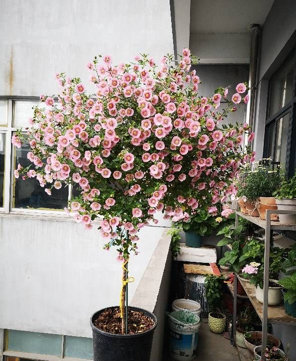 養好小木槿，做到3點，花期更長了，側枝多花量大美美噠