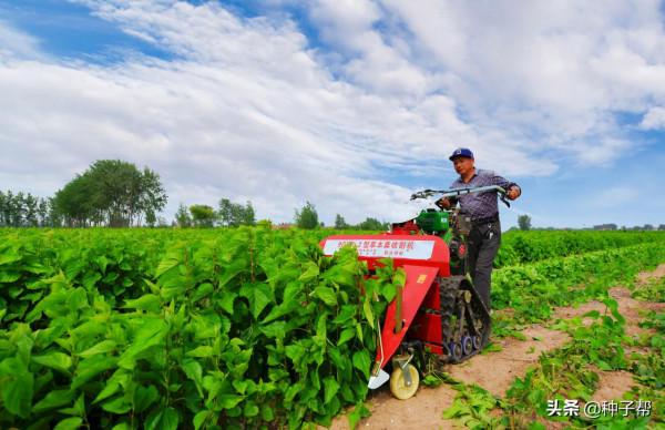 農科院飼料桑，收割20年以上，能用來喂哪些動物？怎麼收割餵養？