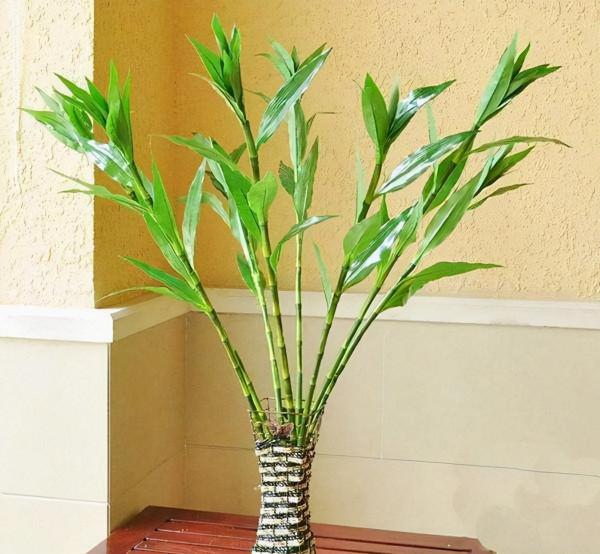 冬天就養這3種“花”，比“咖啡”還棒，只要1小盆，每天有精神