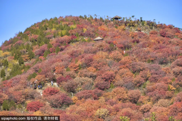 最新實拍!北京這裡紅葉美翻了!關鍵人少還免費,快來打卡 最新實拍!北京這裡紅葉美翻了!關鍵人少還免費,快來打卡