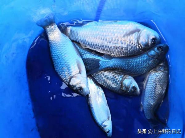 釣魚日記&mdash;&mdash;2021年12月19日