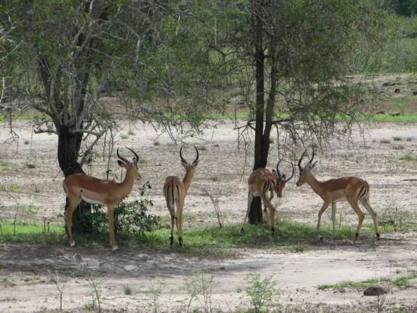 吳微講故事：非洲，我去過坦尚尼亞