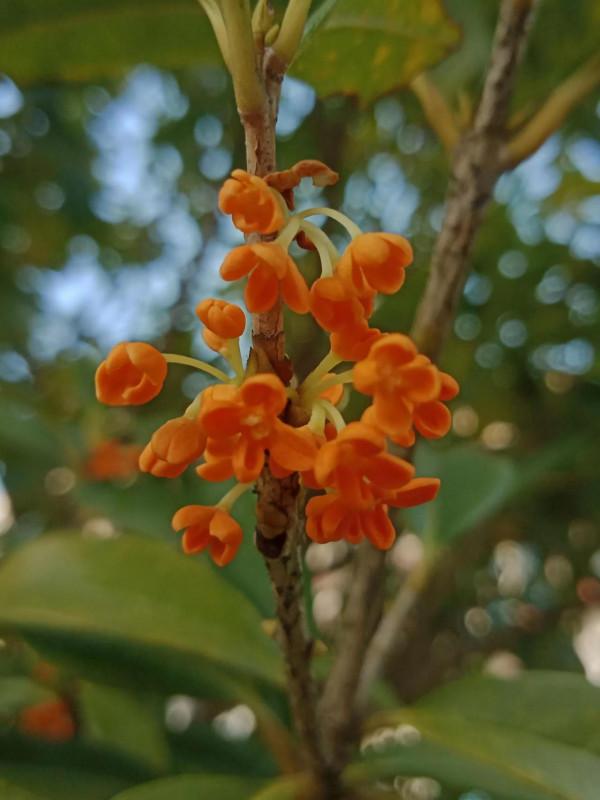 顯擺也許是人的一種本能