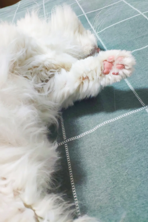 黑夜漸短，還剩多少時間能蹦迪？