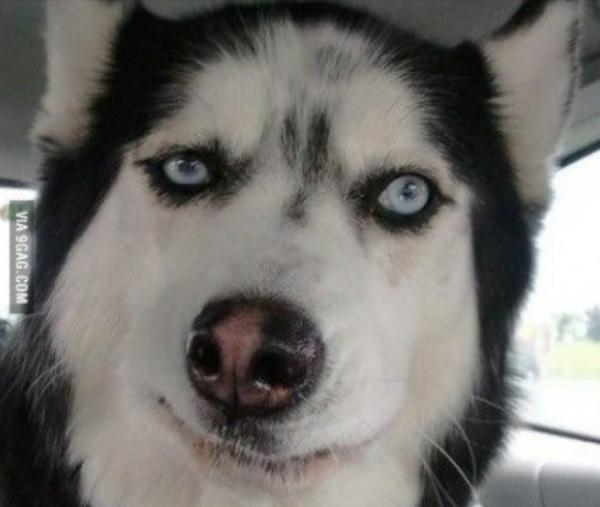 哈士奇愛不愛主人,從這5點就看出來了 哈士奇愛不愛主人,從這5點就看出來了