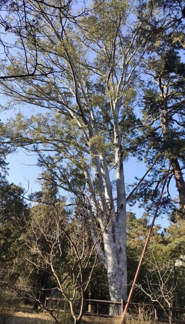 去香山登高，一定要走緩坡來保護膝蓋