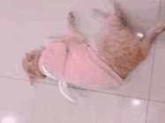 2分鐘掌握6個室內貓過冬小技巧