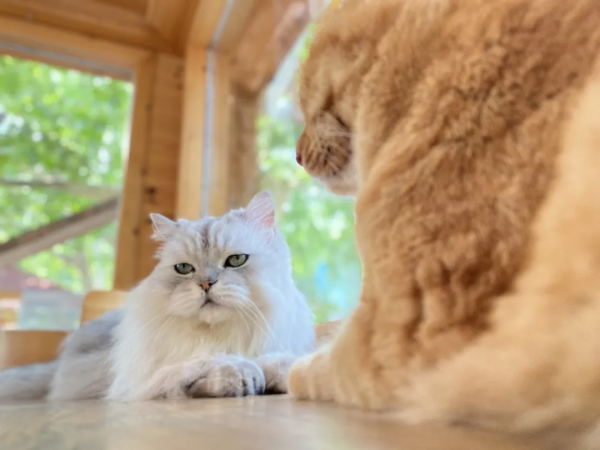 秋天的第一波兒狗糧,受著吧你 秋天的第一波兒狗糧,受著吧你