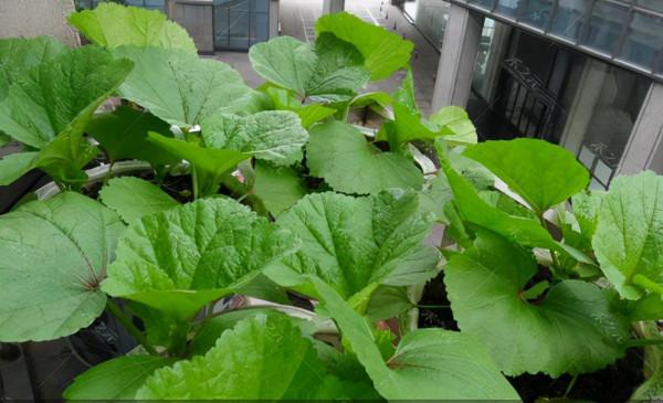 天冷了，陽臺種蔬菜，首選這8種，0度凍不死，吃一茬冒一茬