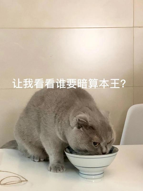 貓是不是不戀家啊? 貓是不是不戀家啊?