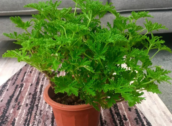 &ZeroWidthSpace;改善衛生間空氣質量，養花就養&OpenCurlyDoubleQuote;這4樣&rdquo;，養眼好活，實用價值高