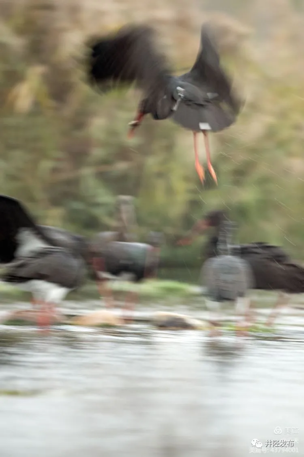 美日一景&CenterDot;井陘美 &vert; 井陘&OpenCurlyDoubleQuote;貴賓&rdquo;！