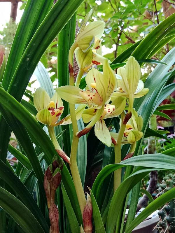 #陽臺小花園#又添新品種