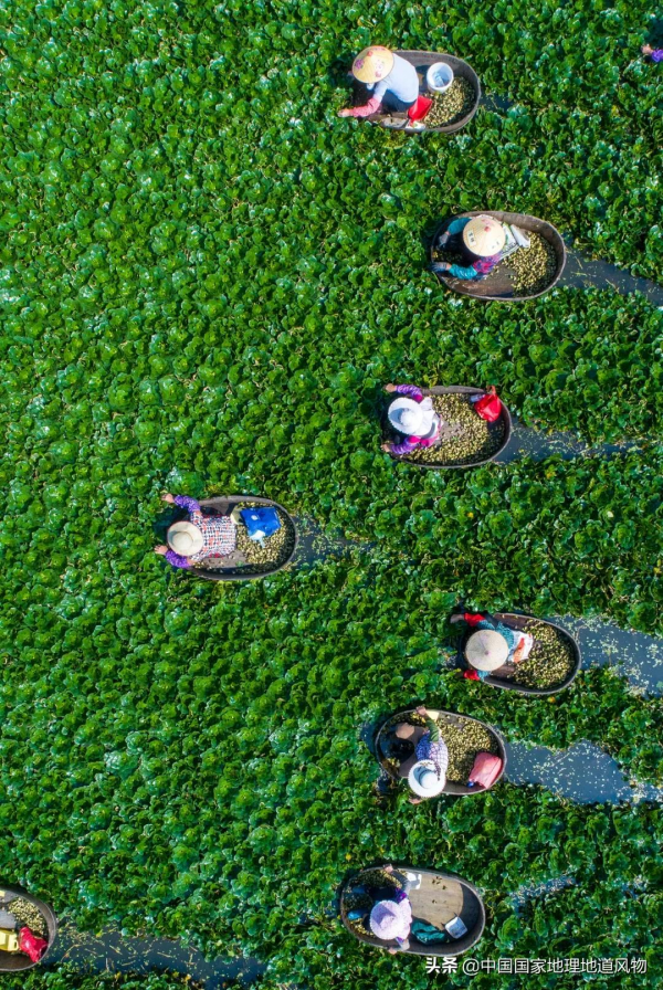 江南人的“水八仙”,北方人真的不懂 江南人的“水八仙”,北方人真的不懂
