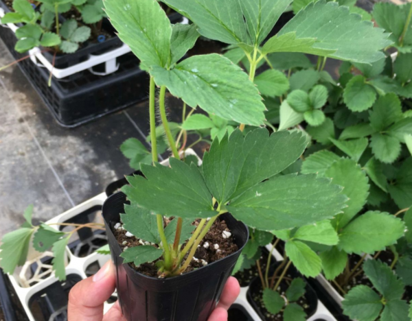 秋冬擱室內盆栽草莓，幹好3件事，開花多，結果大又甜