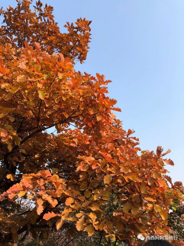 遊房山坡峰嶺 看萬山紅遍