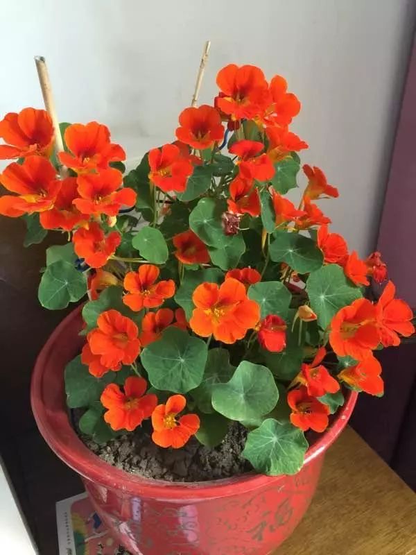 適合立冬後養的“9種花”,喜歡溫涼愛開花,有的花美,有的花香 適合立冬後養的“9種花”,喜歡溫涼愛開花,有的花美,有的花香