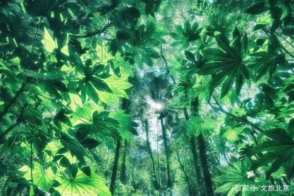 【今日夏至】歲月悠長伴夏鳴,浮華褪盡荷飄香 【今日夏至】歲月悠長伴夏鳴,浮華褪盡荷飄香