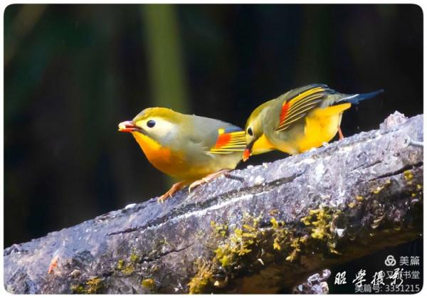 又爾書堂：紅嘴相思鳥一一忠貞愛情的楷模