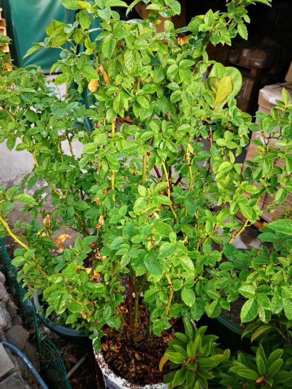 用愛滋養，展現其風采